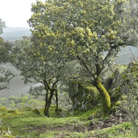 Wald-Honig, 500g