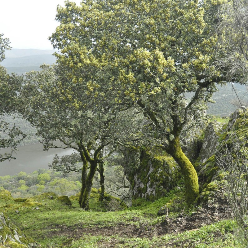 Sardischer Waldhonig, Eiche | Vitapower Onlineshop