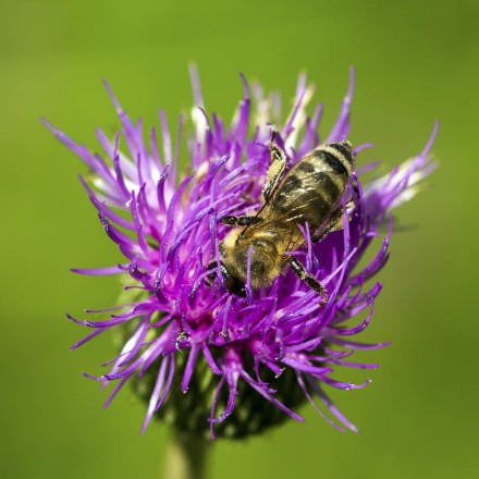 Distel-Honig, 500g