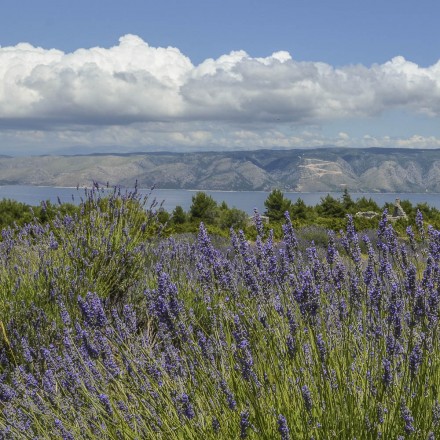 Lavendel-Honig, 500g