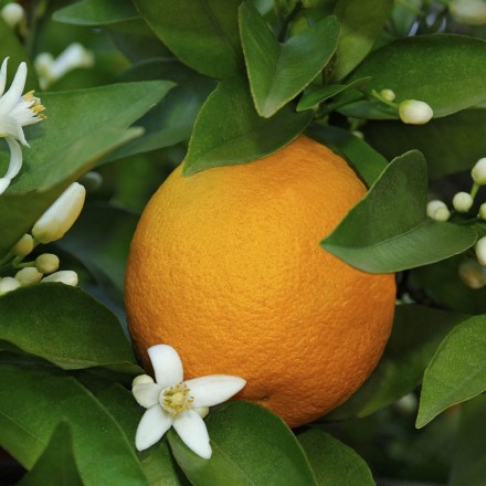 Orangenblüten-Honig, 500g