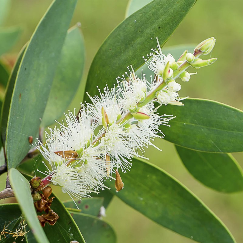 Cajeput-&Ouml;l | &Auml;therische &Ouml;le online kaufen