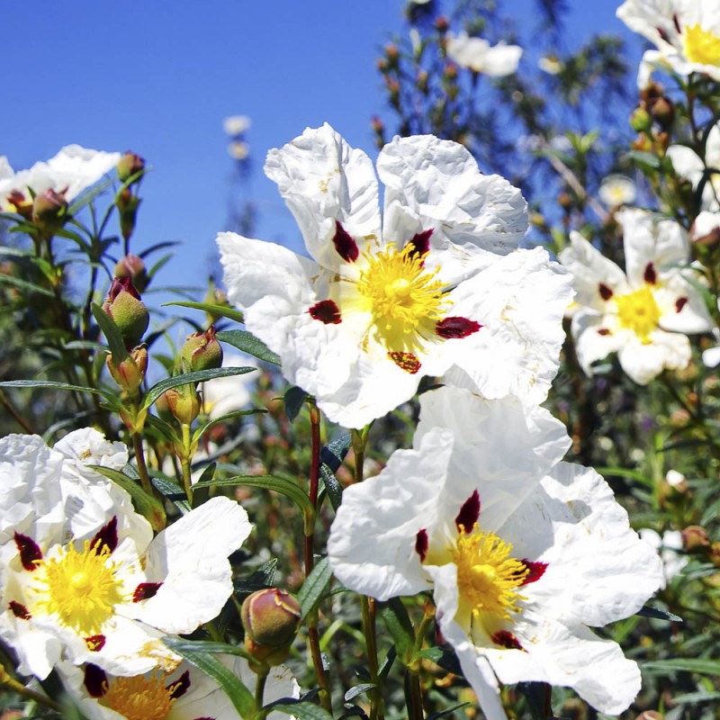 Bio Cistrose&ouml;l kaufen | naturrein