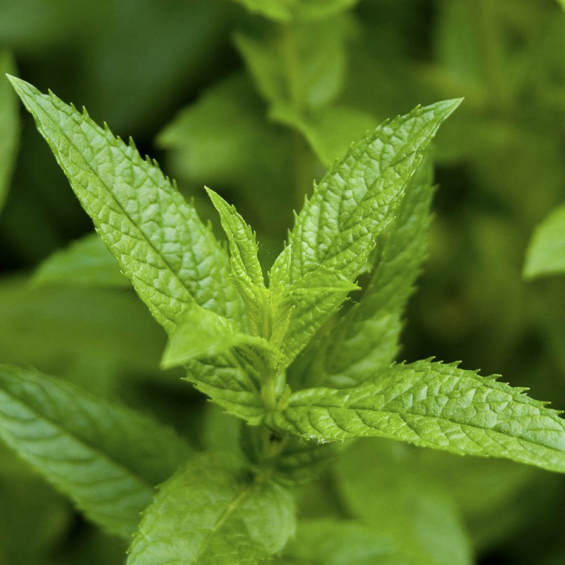 Bio Pfefferminz-&Ouml;l | &Auml;therische &Ouml;le Online kaufen 