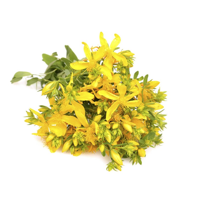 Johanniskraut &Ouml;l, bio, naturrein | online kaufen