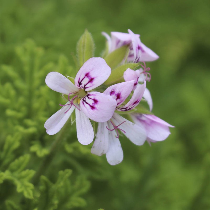 Geranien&ouml;l. 5ml, BIO | Vitapower Onlineshop