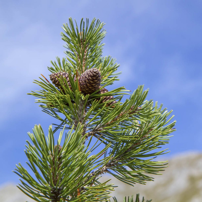 BIO Latschenkiefer &Ouml;l | Vitapower Onlineshop