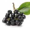 Biologische Aronia Beere (Superfood) hier kaufen