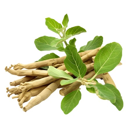Ashwagandha-Extrakt BIO, 600 Presslinge