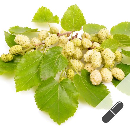 Weisse Maulbeere Kapseln - jetzt online bestellen