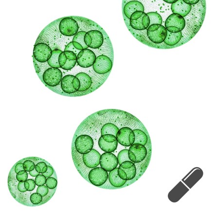 Omega-3 Algen&ouml;l PLUS, 120 Kapseln