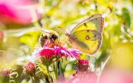 Neue Energie dank Blütenpollen, Herculeshonig, Fitnessdrink u. a.