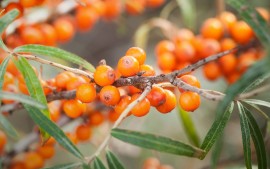 Sanddornsaft Wildsammlung. Viel natürliches Vitamin C. Hier kaufen.