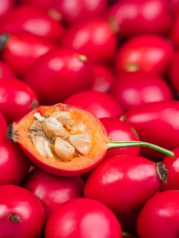 Biene und Schmetterling auf einer Bl&uuml;te &ndash; Symbol f&uuml;r Honig/Bl&uuml;tenpollen (Energie/Stoffwechsel)