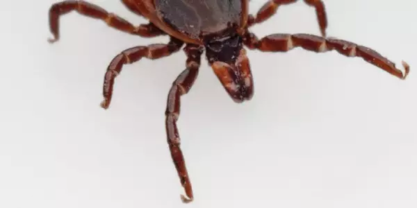 Zecken nat&uuml;rlich abwehren