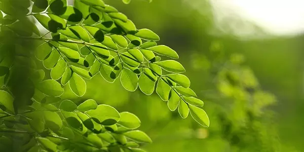 Nat&uuml;rlich mehr Energie und bessere Konzentration