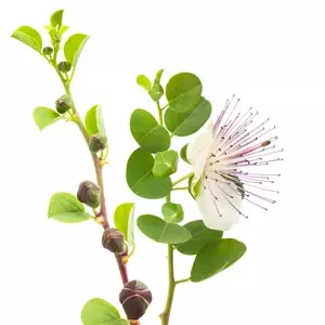 Bew&auml;hrte Hausmittel gegen Pollen