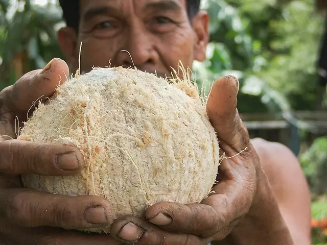 Unser biologisches Kokos&ouml;l &ndash; ein Multitalent