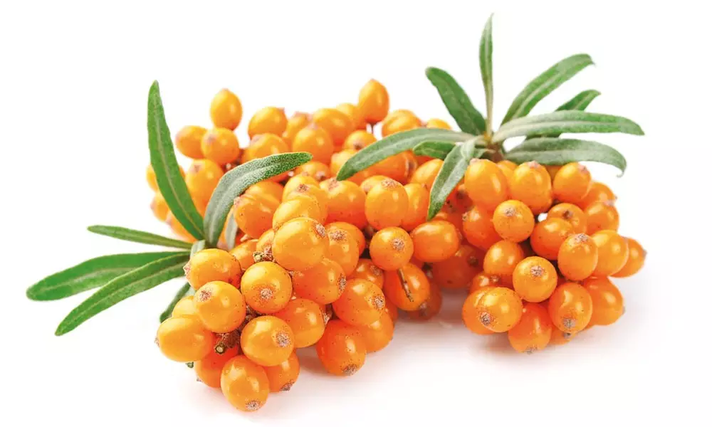 Sanddorn: Die einheimische Powerbeere