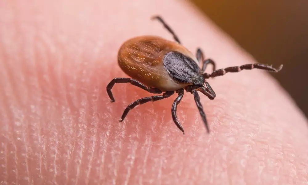 Zecken nat&uuml;rlich abwehren