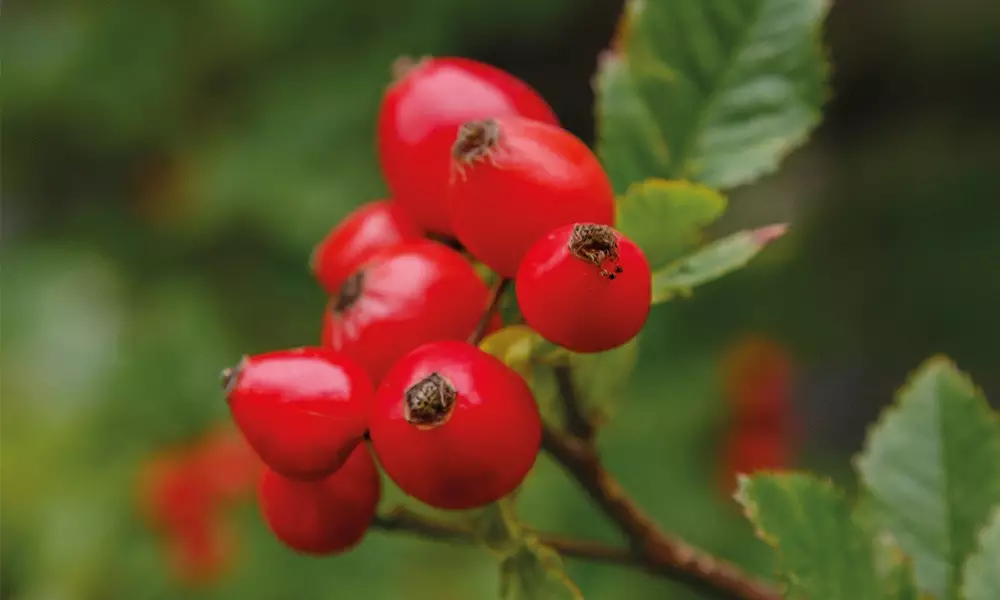 Hagebutte: rote Perle f&uuml;r Mark und Bein