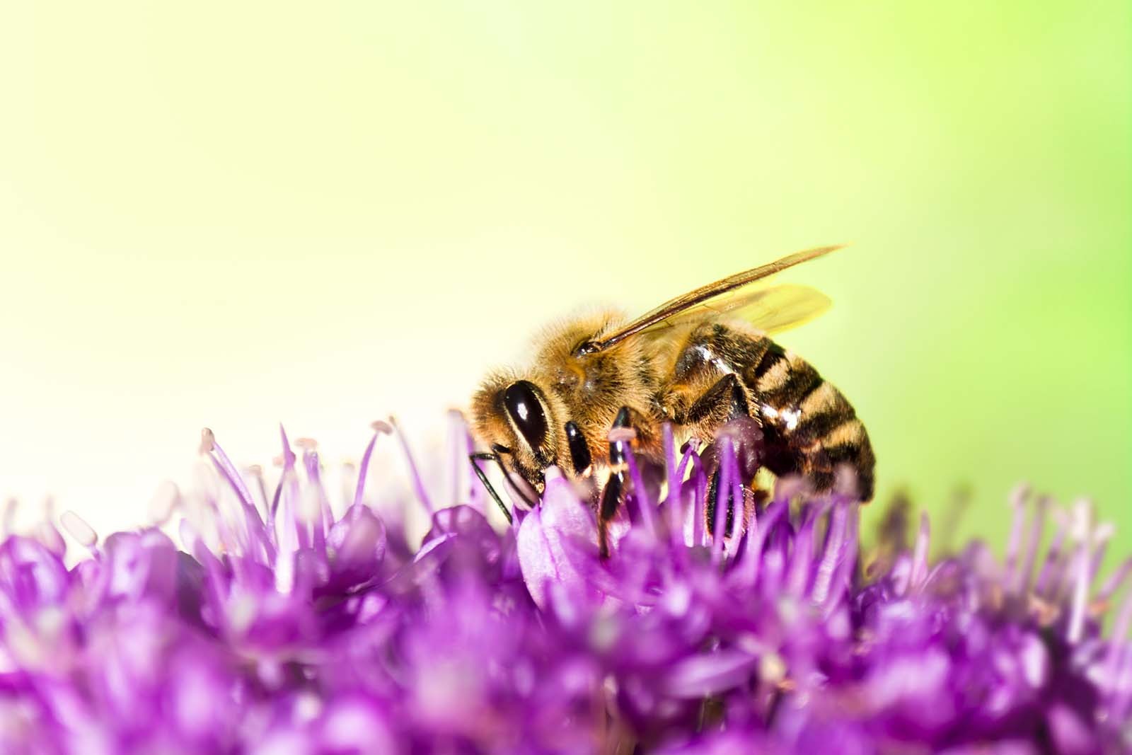 Einzigartige Wildblüten-Honige aus Europa